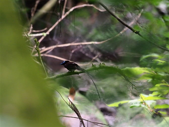 TRE`E,Japanese Paradise Flycatcher